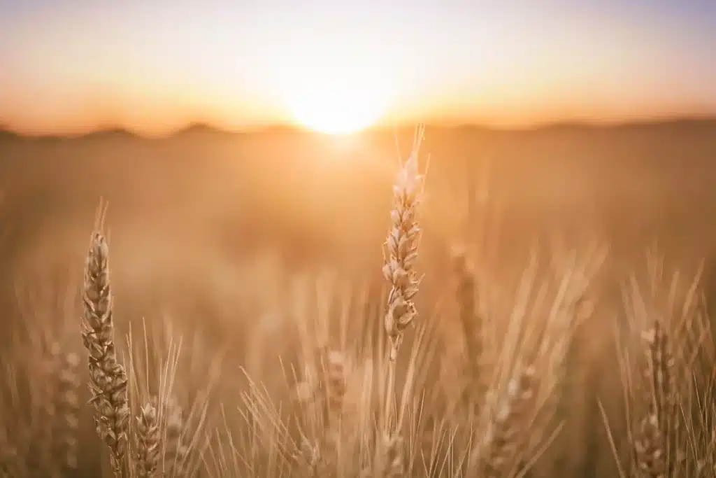 Champ de blé doré baigné dans la lumière chaude du soleil couchant, métaphore d'un taux vibratoire élevé et d'une énergie vitale saine.